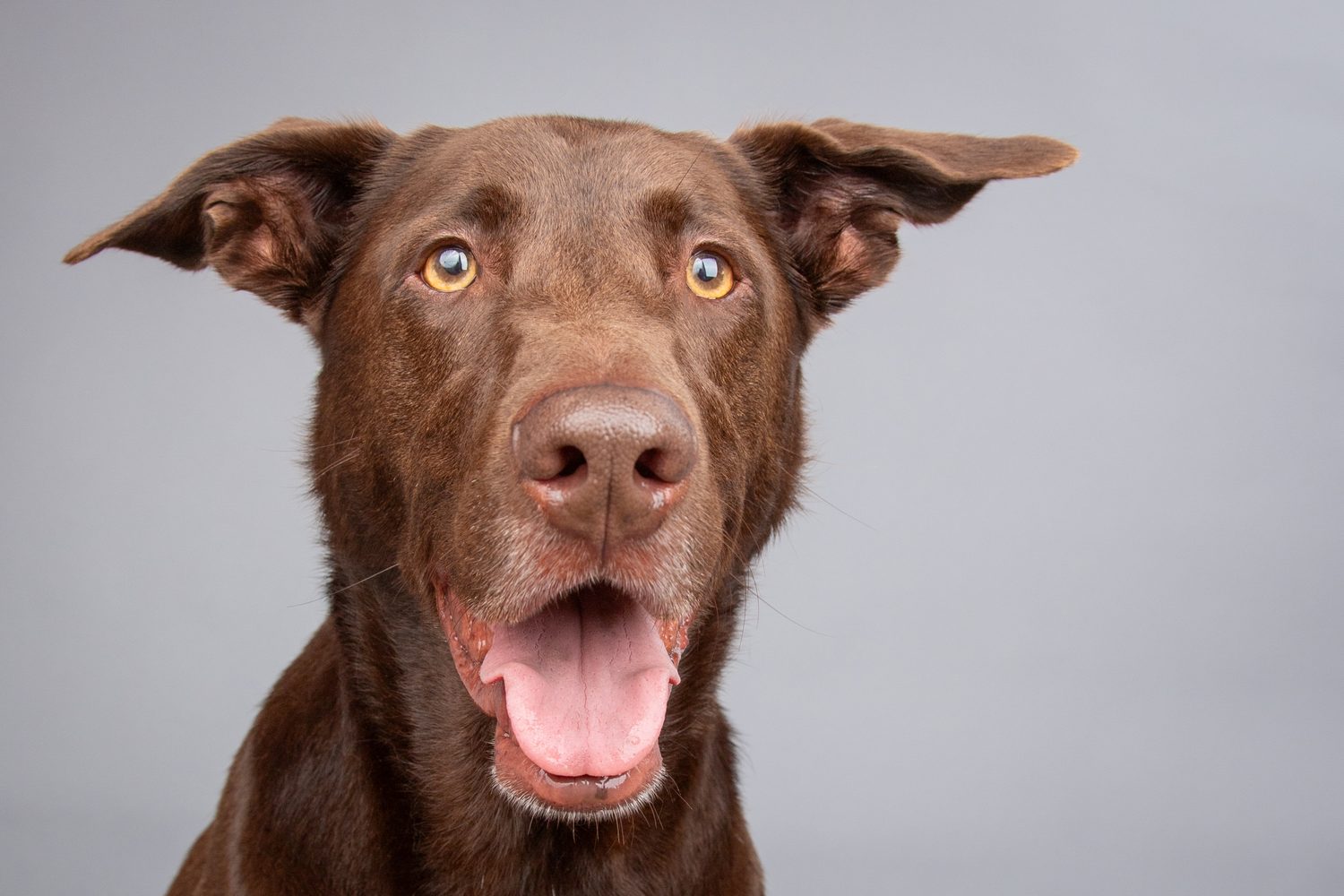 Dr. Reese, the energetic younger canine member of the Munroe Wellness team in St. Petersburg, FL