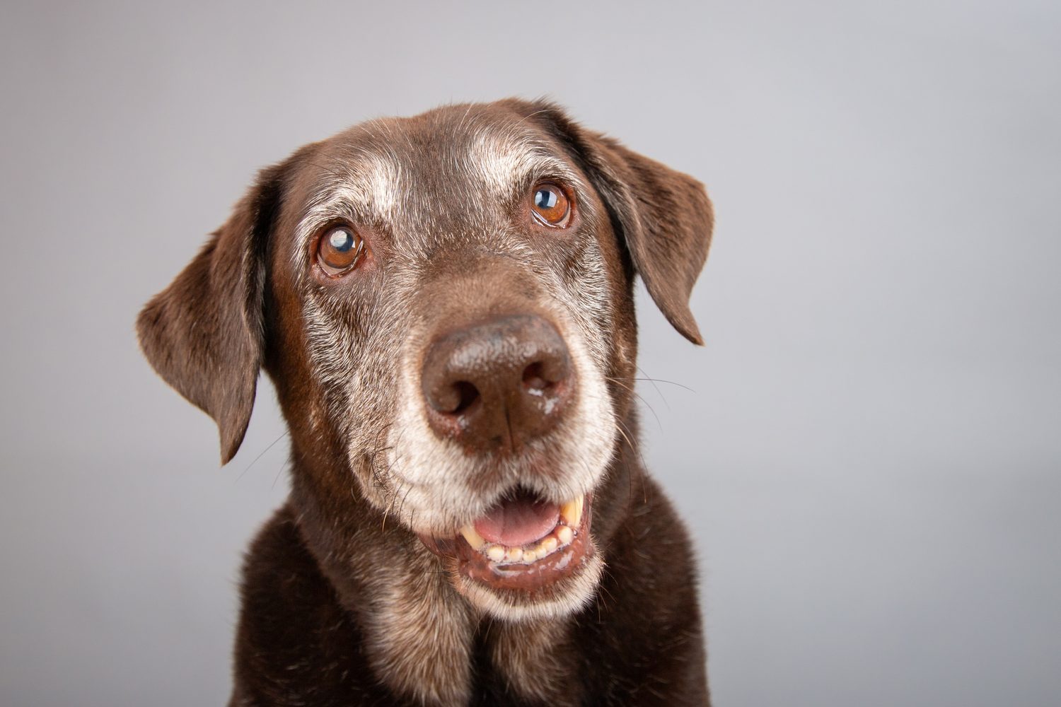 Dr. Riley, the senior canine member of the Munroe Wellness team in St. Petersburg, FL